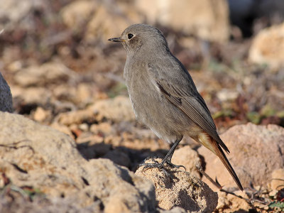 Black Redstart - Zwarte Roodstaart - Phoenicurus ochruros