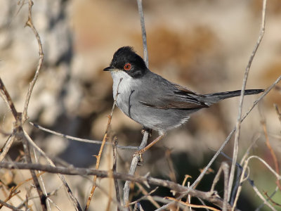 Sardinian Warbler - Kleine Zwartkop - Sylvia melanocephala