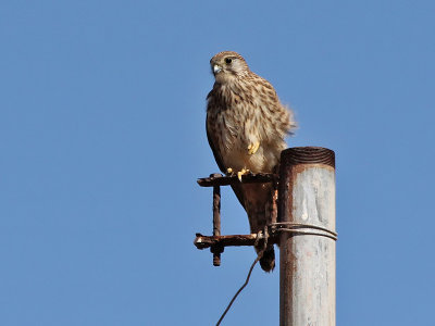 Common Kestrel - Torenvalk - Falco tinnunculus