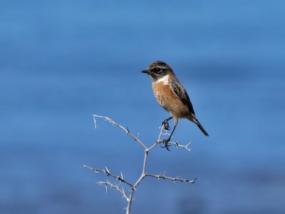 Common Stonechat - Roodborsttapuit - Saxicola torquata