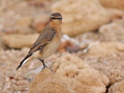 Northern Wheatear - Tapuit - Oenanthe oenanthe