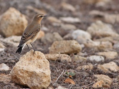 Northern Wheatear - Tapuit - Oenanthe oenanthe