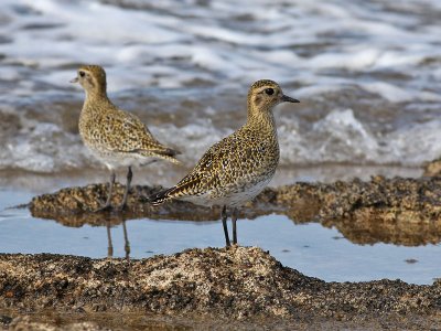 European Golden Plover - Goudplevier - Pluvialis apricaria