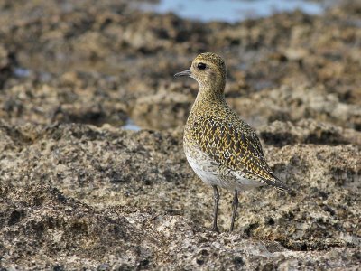 European Golden Plover - Goudplevier - Pluvialis apricaria