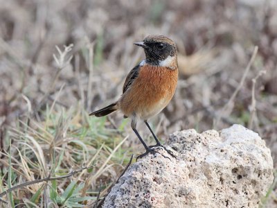 Common Stonechat - Roodborsttapuit - Saxicola torquata