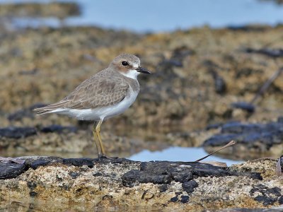 Greater Sand Plover - Woestijnplevier - Charadrius leschenaultii