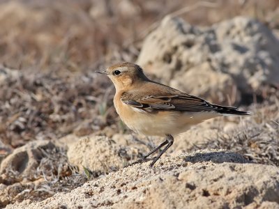 Northern Wheatear - Tapuit - Oenanthe oenanthe