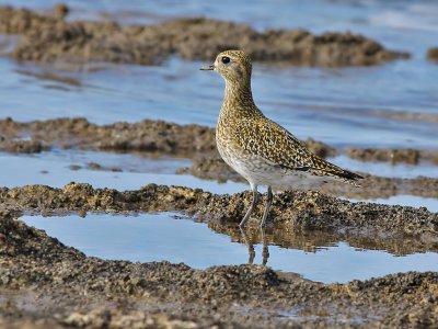 European Golden Plover - Goudplevier - Pluvialis apricaria