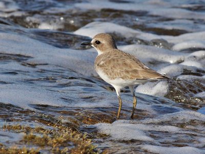 Greater Sand Plover - Woestijnplevier - Charadrius leschenaultii