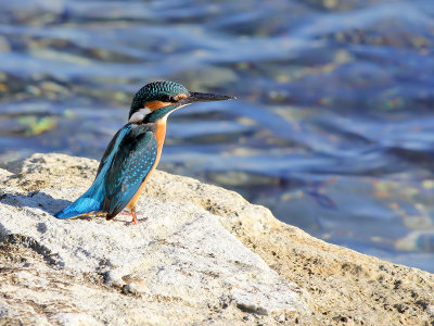 Kingfisher - IJsvogel - Alcedo atthis