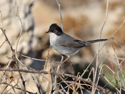 Sardinian Warbler - Kleine Zwartkop - Sylvia melanocephala