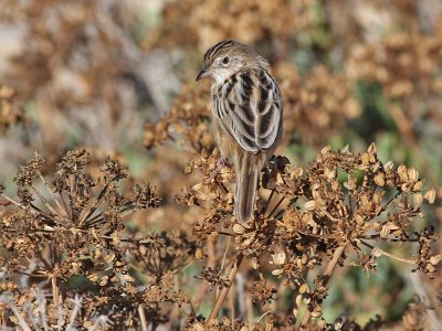 Zitting Cisticola - Graszanger - Cisticola juncidis