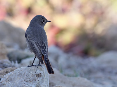 Black Redstart - Zwarte Roodstaart - Phoenicurus ochruros