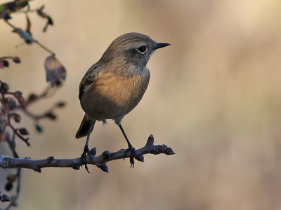 Common Stonechat - Roodborsttapuit - Saxicola torquata