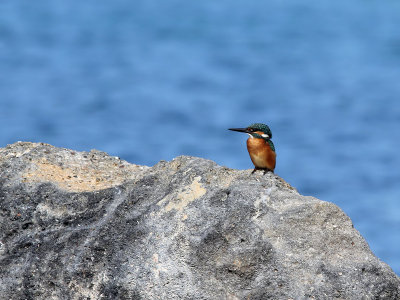 Kingfisher - IJsvogel - Alcedo atthis