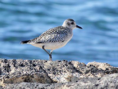 Grey Plover - Zilverplevier - Pluvialis squatarola