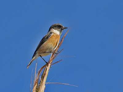 Common Stonechat - Roodborsttapuit - Saxicola torquata