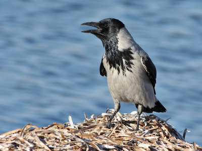 Hooded Crow - Bonte Kraai - Corvus cornix