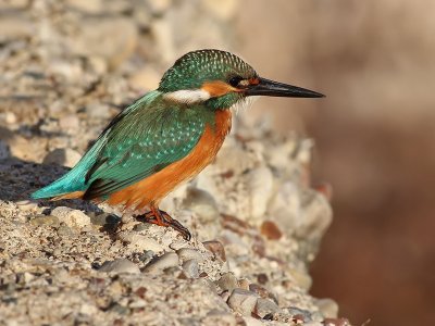 Kingfisher - IJsvogel - Alcedo atthis
