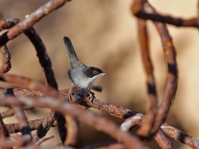 Sardinian Warbler - Kleine Zwartkop - Sylvia melanocephala