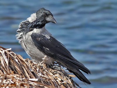 Hooded Crow - Bonte Kraai - Corvus cornix