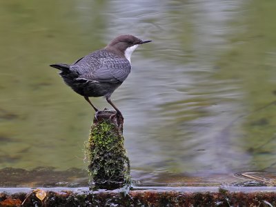 Waterspreeuw - Dipper - Cinclus cinclus