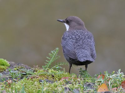 Waterspreeuw - Dipper - Cinclus cinclus