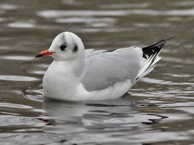Kokmeeuw - Black-headed Gull - Larus ridibundus