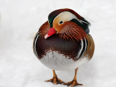 Mandarijneend - Mandarin Duck