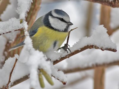 Blue Tit - Pimpelmees - Parus caeruleus