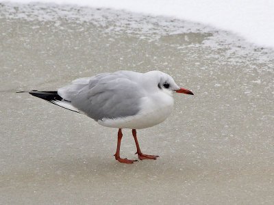 Kokmeeuw - Black-headed Gull - Larus ridibundus