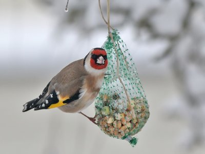 Goldfinch - Putter - Carduelis carduelis