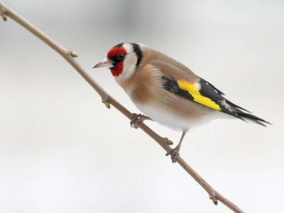 Putter - European Goldfinch