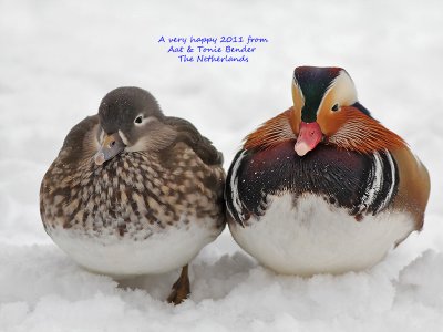 A very happy 2011 from Aat & Tonie Bender - The Netherlands