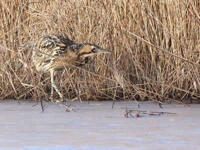 Roerdomp - Bittern - Botaurus stellaris