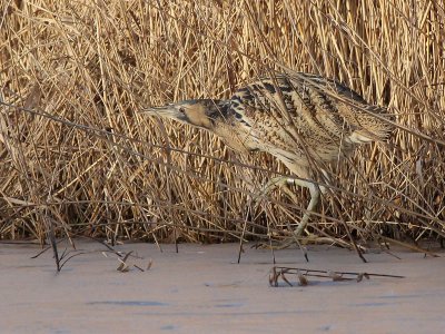 Roerdomp - Bittern - Botaurus stellaris