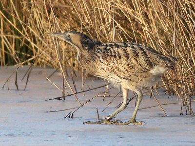 Roerdomp - Bittern - Botaurus stellaris