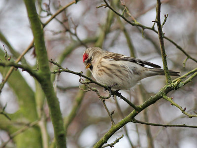 Common Redpoll - Grote Barmsijs - Carduelis flammea