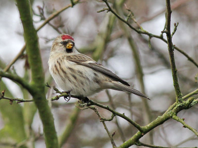 Common Redpoll - Grote Barmsijs - Carduelis flammea