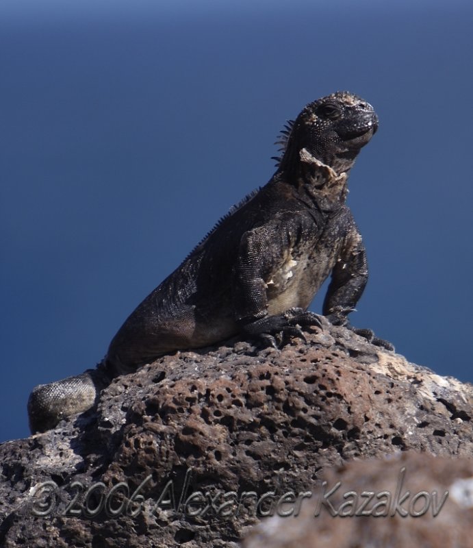 Ecuador - Galapagos