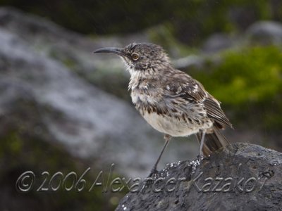 Ecuador - Galapagos