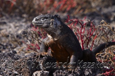 Ecuador - Galapagos