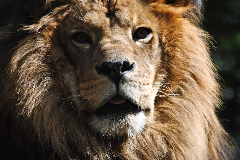 Lion portrait 1, Exotic Feline Rescue Center, 3 October 2010.jpg