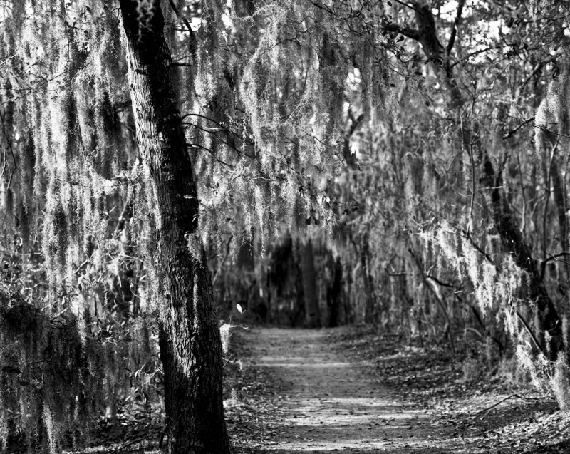 Spanish moss, First Landing SP, Virginia Beach, 2010.jpg