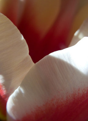 Tulip abstract 2b.jpg
