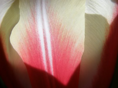 Tulip abstract 3.jpg