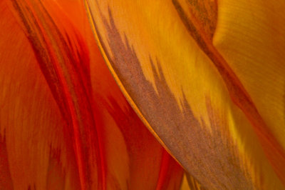 Tulip abstract 10b.jpg