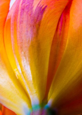 Tulip abstract 13.jpg