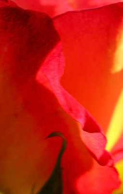 Rose inner fire.jpg