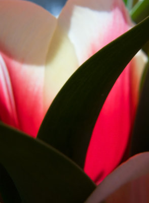 Tulip curves.jpg